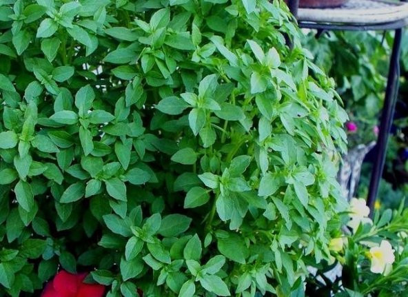 Mis Kokulu Yeşil Reyhan Tohumu 50 Tohum Fesleğen + Süpriz Hediye - Resim 2