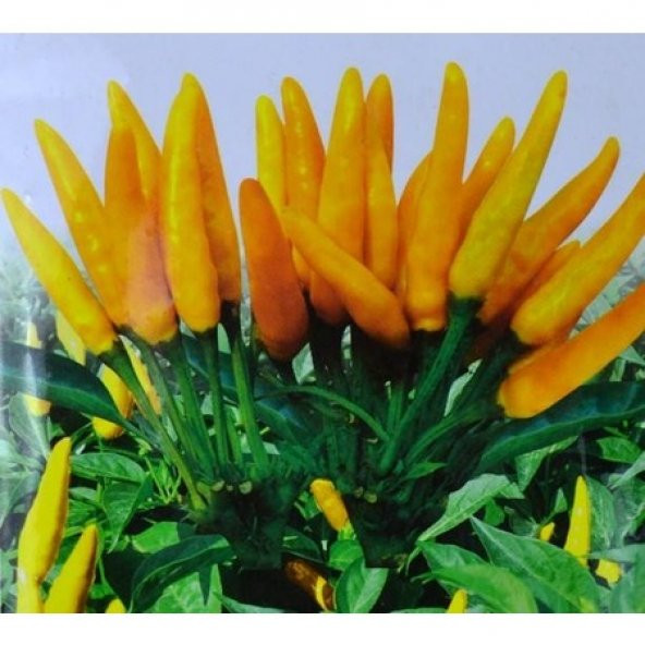 Acı Sarı Turşuluk Biber Tohumu 20 Tohum Süs Biberi +Süprz - 3