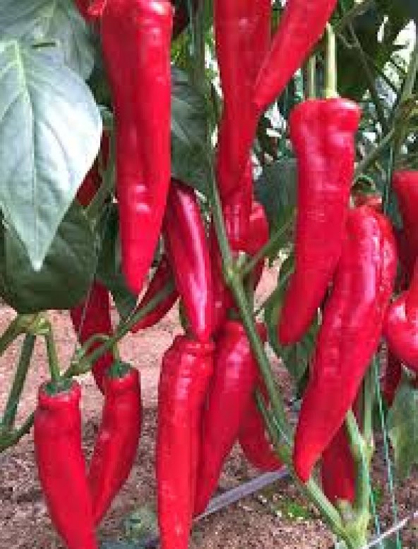 Hafif Acı Salçalık Adana Biberi Tohumu 25 Tohum Biber Tohumu - Resim 2