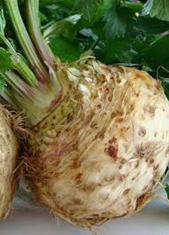 Nadir Kereviz Tohumu 50 Tohum + Süpriz Hediye Tohum - 3