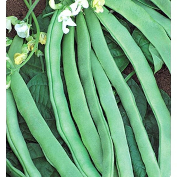 Kılçıksız Alman Ayşe Fasulye Tohumu 15 Tohum Fasülye + Süpriz - 2