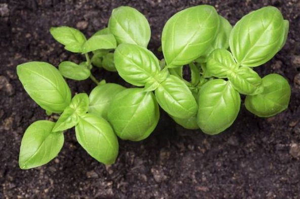 Mis Kokulu Yeşil Reyhan Tohumu 50 Tohum Fesleğen + Süpriz Hediye - Resim 3