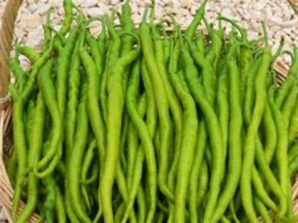 Meşhur Tatlı Kıl Biber Tohumu 25 Tohum + Süpriz Hediye Tohum - 2