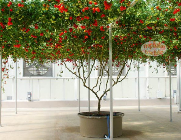 İtalyan Domates Ağacı Tohumu 10 Tohum Domates Tohumu Süpriz - 2