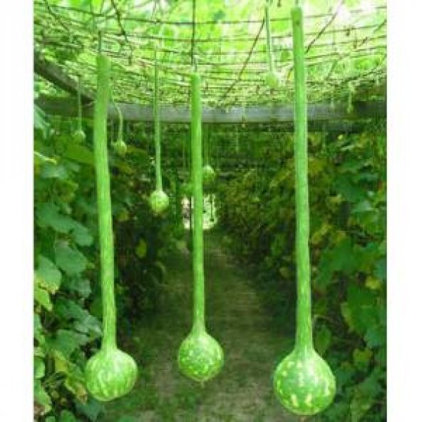 Uzun Su Kabağı Tohumu 3 Tohum Kabak Tohumu + Süpriz Hediye Tohum ürün görseli