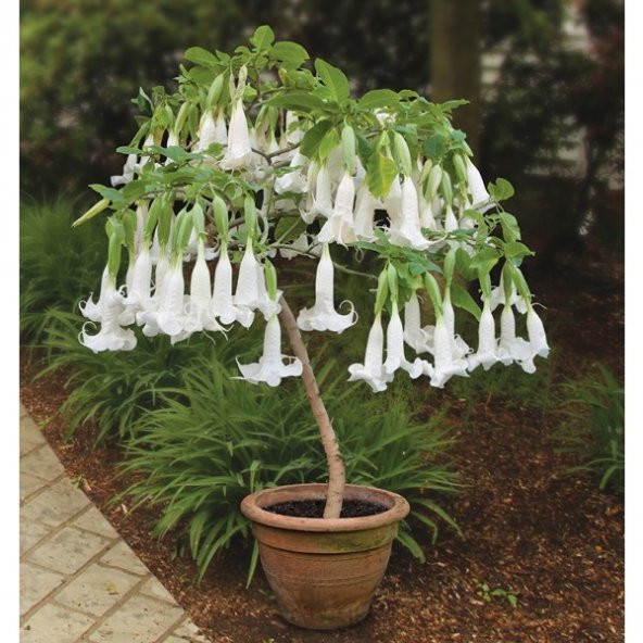 Beyaz Angel Trumpet Tohumu 3 Tohum Meleklerin Borozanı + Süpriz