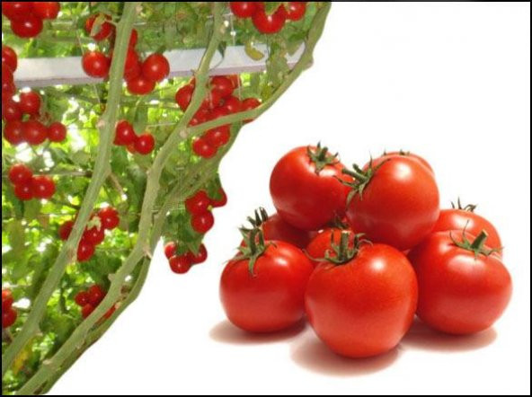 İtalyan Domates Ağacı Tohumu 10 Tohum Domates Tohumu Süpriz - 3
