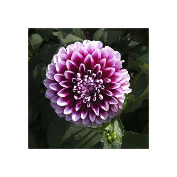 Nadir Dahlia Tohumu 5 Tohum Dahlia Çiçeği + Süpriz Hediye Tohum - 3