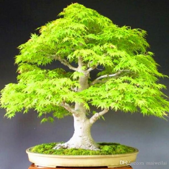 Bodur Japon Redwood Bonzai Ağacı Tohumu 5 Tohum + Süpriz Hediye - 2