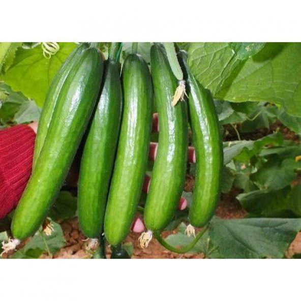 Meşhur Çengelköy Salatalık Tohumu 20 Tohum + Süpriz Hediye Tohum