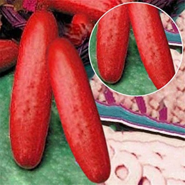 Nadir Kırmızı Salatalık Tohumu 5 Tohum + Süpriz Hediye Tohum - Resim 3
