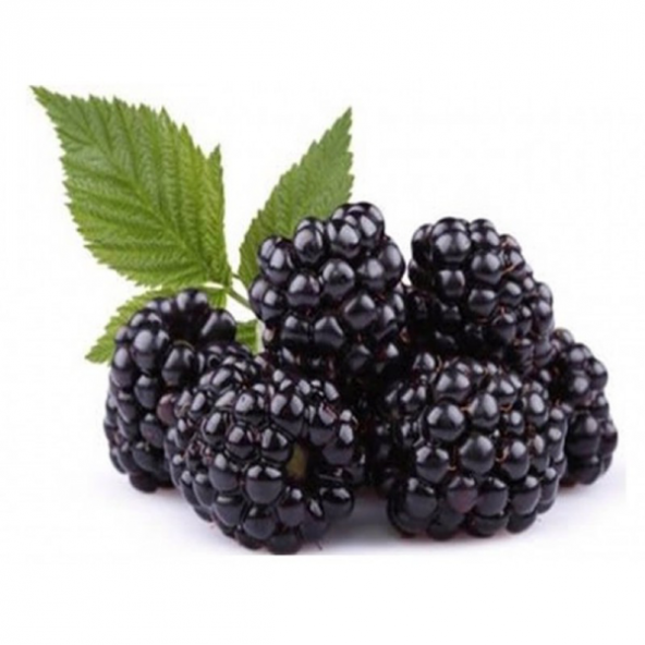 Kara Böğürtlen Tohumu 5 Tohum Ahududu Ahu Dudu + Süpriz Hediye