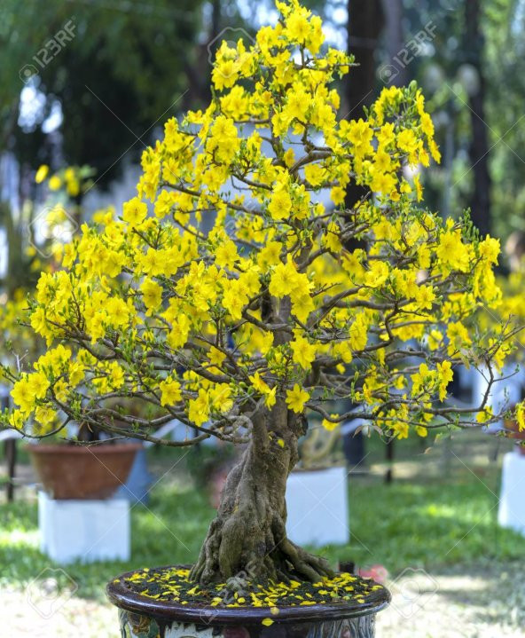 Kayısı Bonzai Ağacı Tohumu 2 Tohum + Süpriz Bonsai Ağacı Tohumu - 3