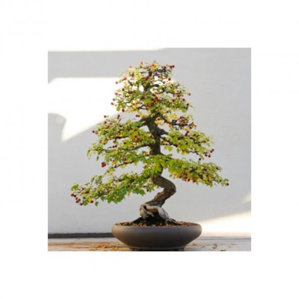 Bodur Cennet Bonzai Ağacı Tohumu 5 Tohum +Süpriz Bonsai Tohumu - 2