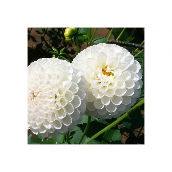 Nadir Dahlia Tohumu 5 Tohum Dahlia Çiçeği + Süpriz Hediye Tohum - 4