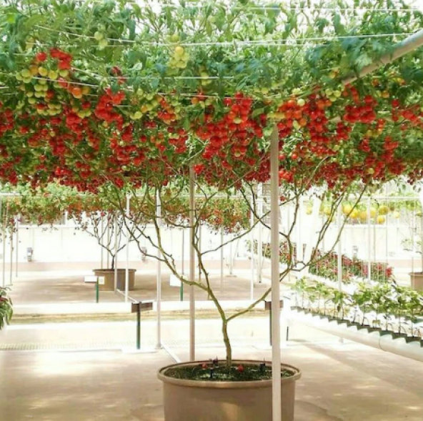 İtalyan Domates Ağacı Tohumu 10 Tohum Domates Tohumu Süpriz - 5