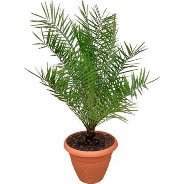 Coccos Hindistan Cevizi Ağacı Tohumu 2 Tohum + Süpriz Hediye Tohu - 3