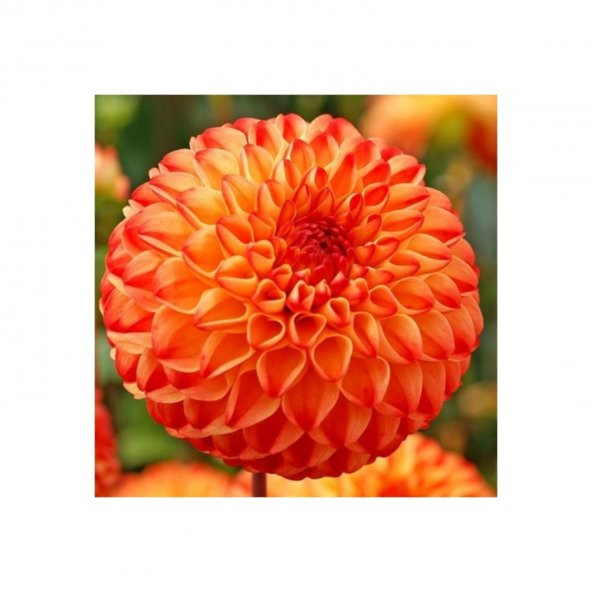 Nadir Dahlia Tohumu 5 Tohum Dahlia Çiçeği + Süpriz Hediye Tohum - 5