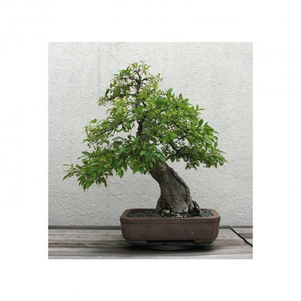 Bodur Cennet Bonzai Ağacı Tohumu 5 Tohum +Süpriz Bonsai Tohumu - 3