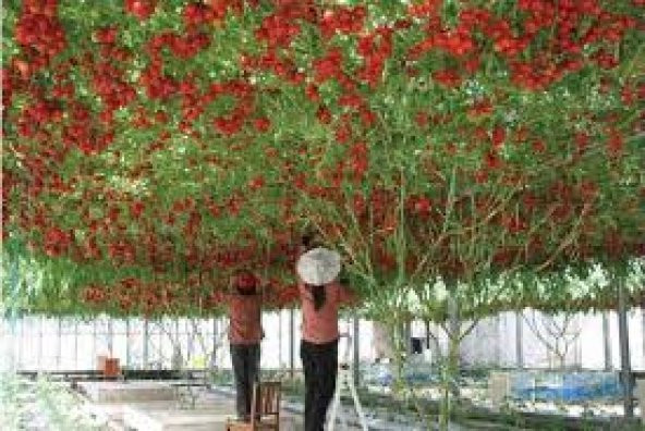 İtalyan Domates Ağacı Tohumu 20 Tohum Domates Tohumu +Süpriz - 4