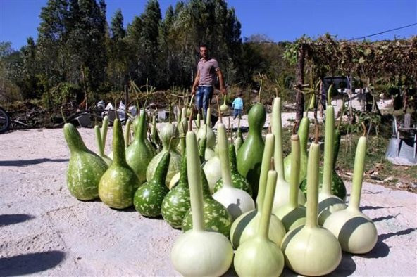 Uzun Su Kabağı Tohumu 3 Tohum Kabak Tohumu + Süpriz Hediye Tohum - Resim 3