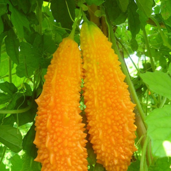 Kudret Narı Tohumu 2 Tohum Cennet Meyvesi + Süpriz Hediye Tohum - 2