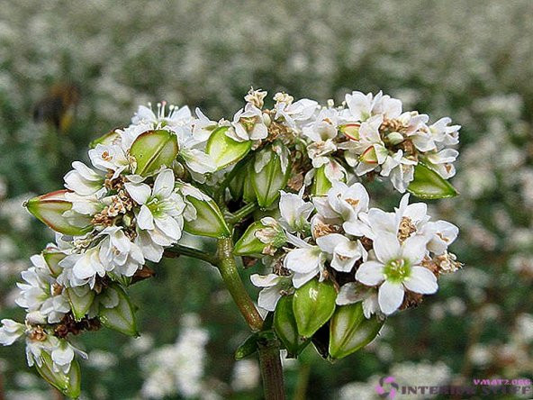 Karabuğday Tohumu Kara Buğday Tohumu 100 GR Tohum + Süpriz Hediye - 2