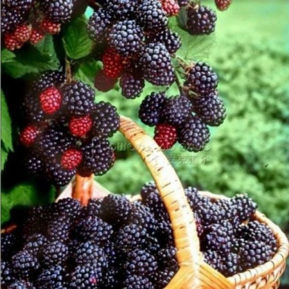 Kara Böğürtlen Tohumu 5 Tohum Ahududu Ahu Dudu + Süpriz Hediye - 3