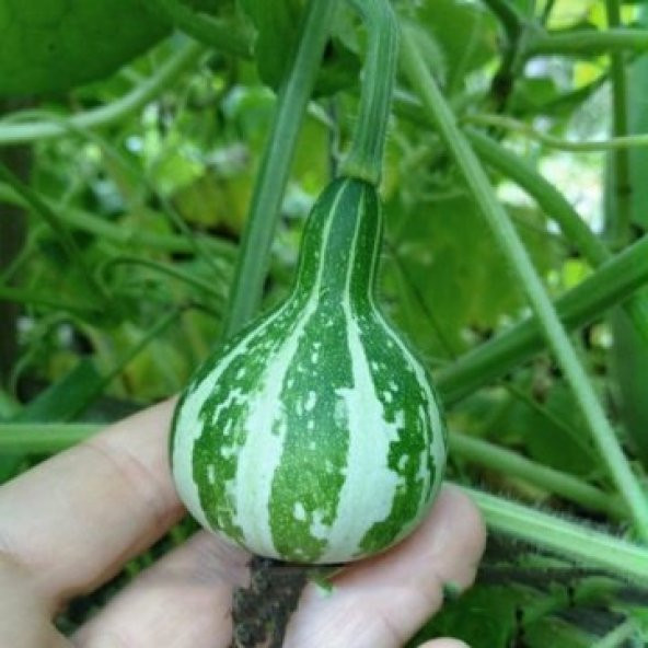 Süs Kabağı Tohumu Ekim Seti 3 Tohum Su Kabağı + Saksı+Toprak - 4