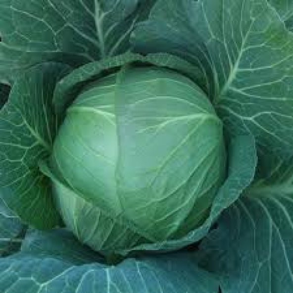 Yalova Beyaz Lahana Tohumu 50 Tohum + Süpriz Hediye Tohum - 2