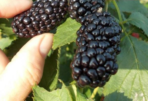 Kara Böğürtlen Tohumu 5 Tohum Ahududu Ahu Dudu + Süpriz Hediye - 4