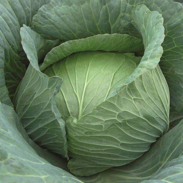 Yalova Beyaz Lahana Tohumu 50 Tohum + Süpriz Hediye Tohum - 3