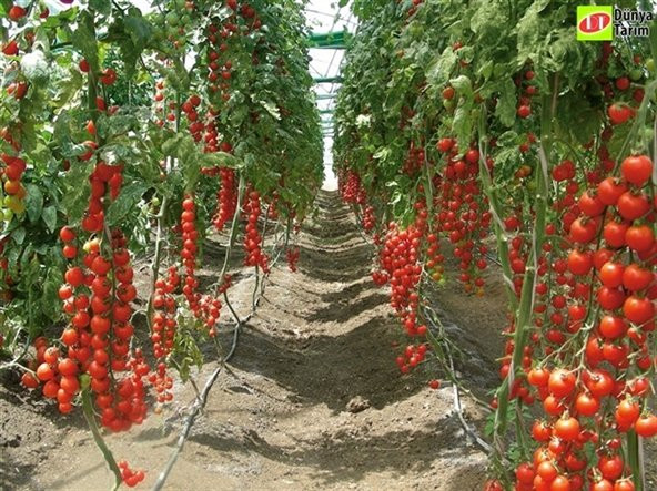 İthal Sırık Domates Tohumu 5 Tohum + Süpriz Hediye Tohum - 3