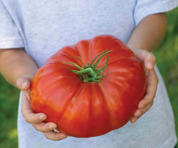 Nadir İthal Dev Hollanda Domates Tohumu 10 Tohum + Süpriz Hediye - 4