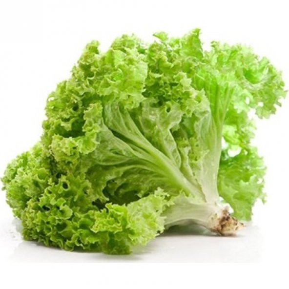 Kıvırcık Marul Tohumu 100 Tohum + Süpriz Hediye Tohum