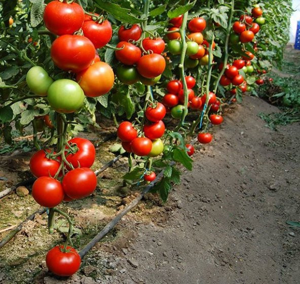 İthal Sırık Domates Tohumu 5 Tohum + Süpriz Hediye Tohum - 4