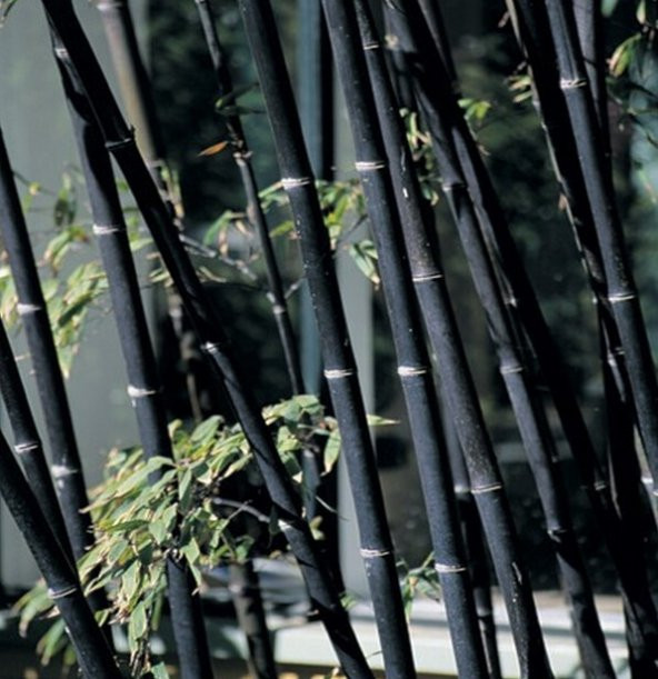 İthal Kara Bambu Tohumu 3 Tohum + Süpriz Hediye Bonzai Ağacı Tohu - Resim 2