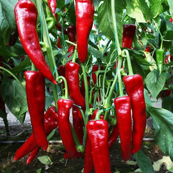 Közlemelik Tatlı Biber Tohumu Ekim Seti 10 Tohum +Saksı+Toprak - 3