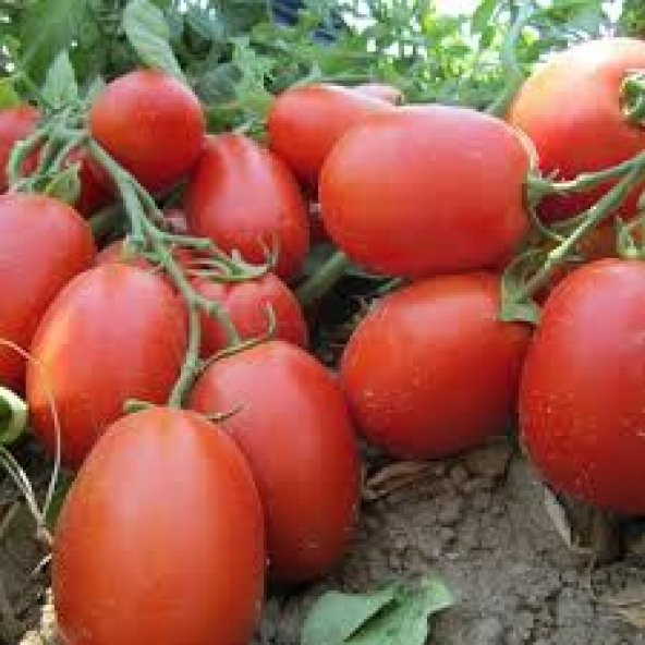 İtalyan Rio Grande Domates Tohumu 25 Tohum + Süpriz Hediye Tohum - Resim 5