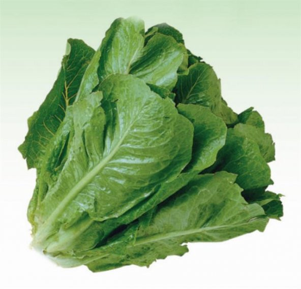 Paris İsland Marul Tohumu 100 Tohum + Süpriz Hediye Tohum - 2