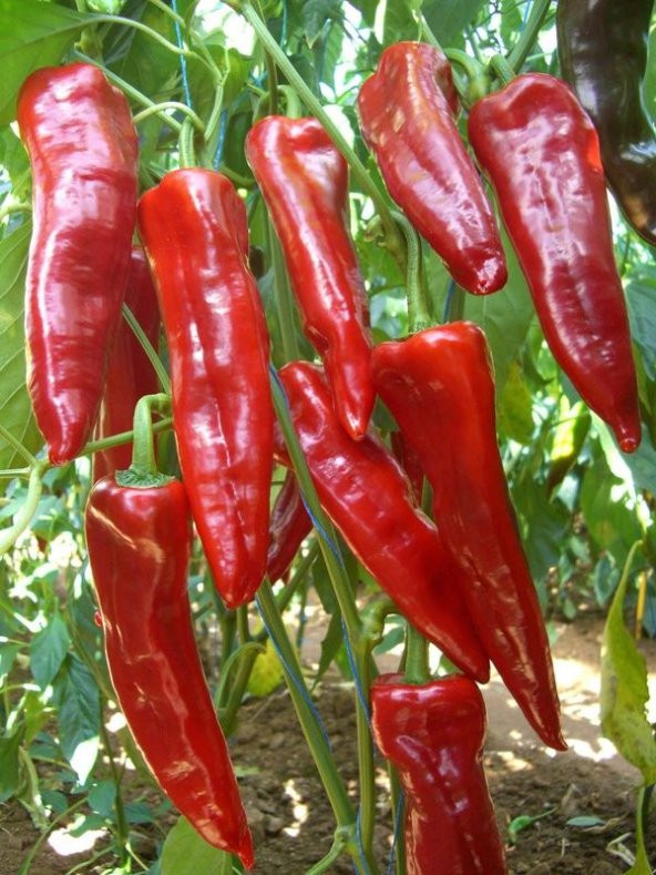 Közlemelik Tatlı Biber Tohumu Ekim Seti 10 Tohum +Saksı+Toprak - 4