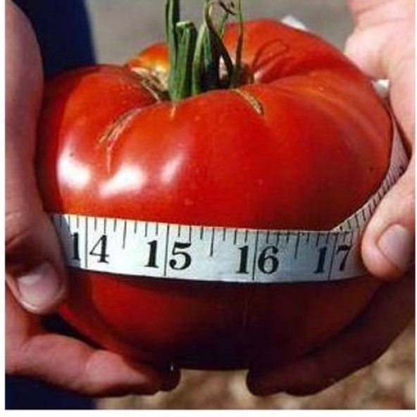 Nadir İthal Dev Hollanda Domates Tohumu 10 Tohum + Süpriz Hediye - 5