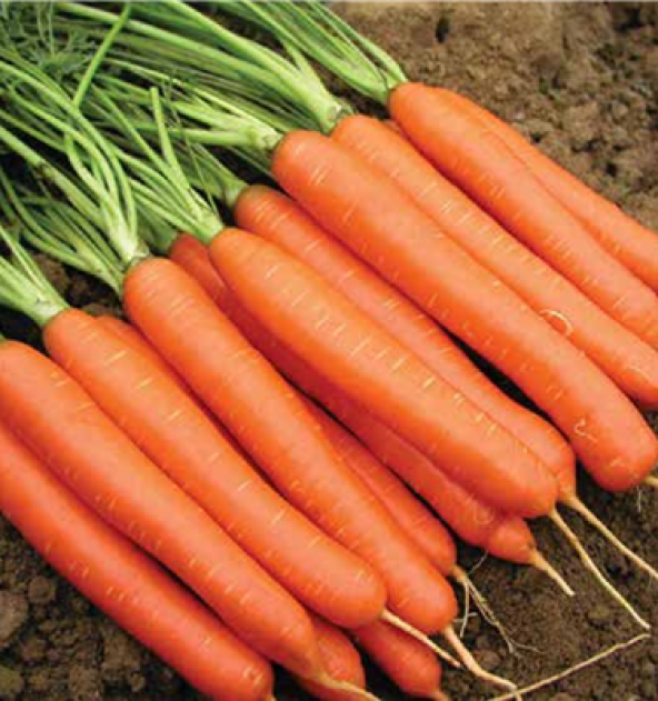 Ankara Beypazarı Havuç Tohumu 100 Tohum + Süpriz Hediye Tohum - 2