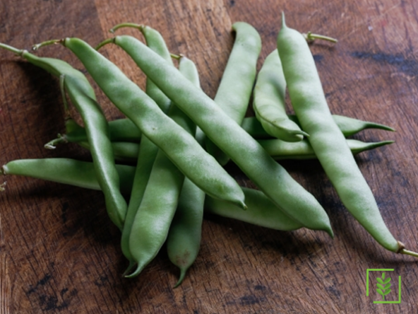 Magnum Fasulye Tohumu 15 Tohum Fasülye Tohumu +Süpriz - Resim 3