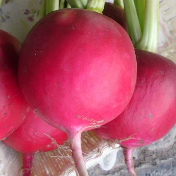 İri Kırmızı Adana Kadirli Turp Tohumu 50 Tohum + Süpriz Hediye To - 3