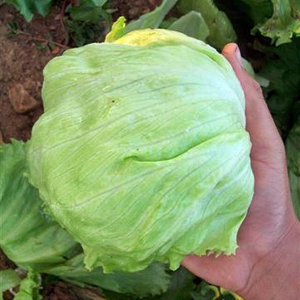 Iceberk Marul Tohumu Göbek Marul Aysberk Marul 100 Tohum + Süpriz - Resim 3