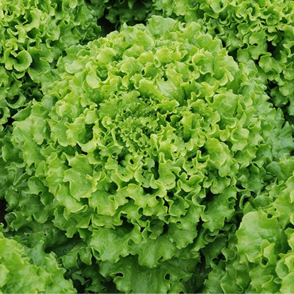 Şamba Kıvırcık Marul Tohumu 100 Tohum + Süpriz Hediye Tohum - 2