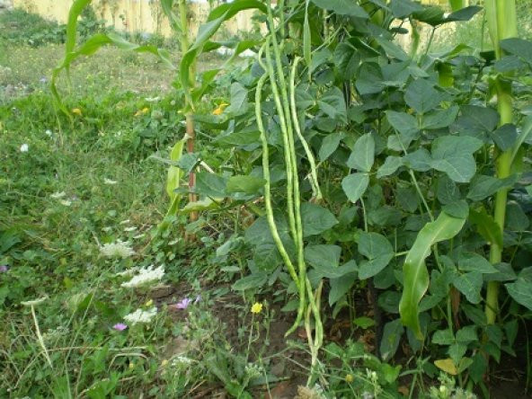 Börülce Tohumu Acebek Tohumu 15 Tohum + Süpriz Hediye Tohum - 3