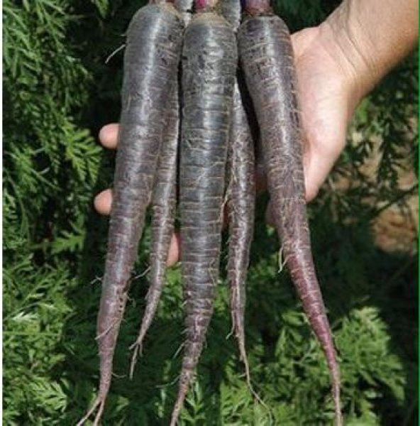 Mor Havuç Tohumu Şalgam Havuç Tohumu 100 Tohum + Süpriz Hediye To - Resim 4