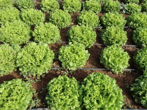 Şamba Kıvırcık Marul Tohumu 100 Tohum + Süpriz Hediye Tohum - 3